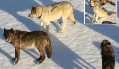 'Rising star' female wolf from Yellowstone's most famous pack is apparently taken out by poacher