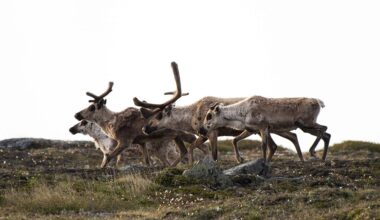 Baffin Island caribou population growth ‘incredibly good news’