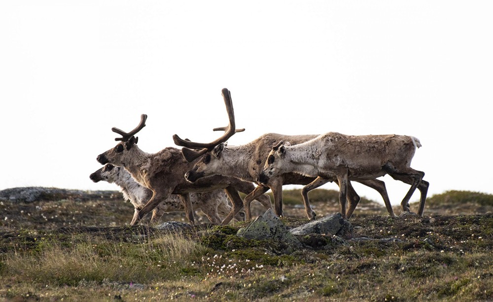 Baffin Island caribou population growth ‘incredibly good news’
