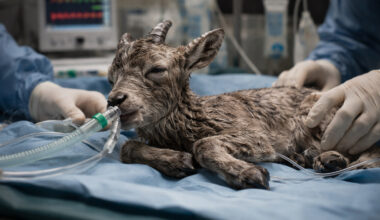 A newborn cub of an extinct wild species receives veterinary care in a laboratory during a scientific cloning experiment conducted in 2003.
