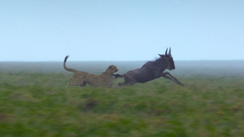 A cheetah chases a running wildebeest across a grassy plain, with motion blur emphasizing their speed and the dramatic pursuit. The background is misty and blue-green.