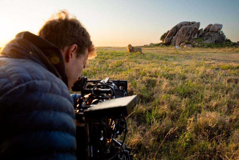 A person operates a professional camera outdoors, filming a lion standing on grassy plains with large rocks in the background during golden hour.