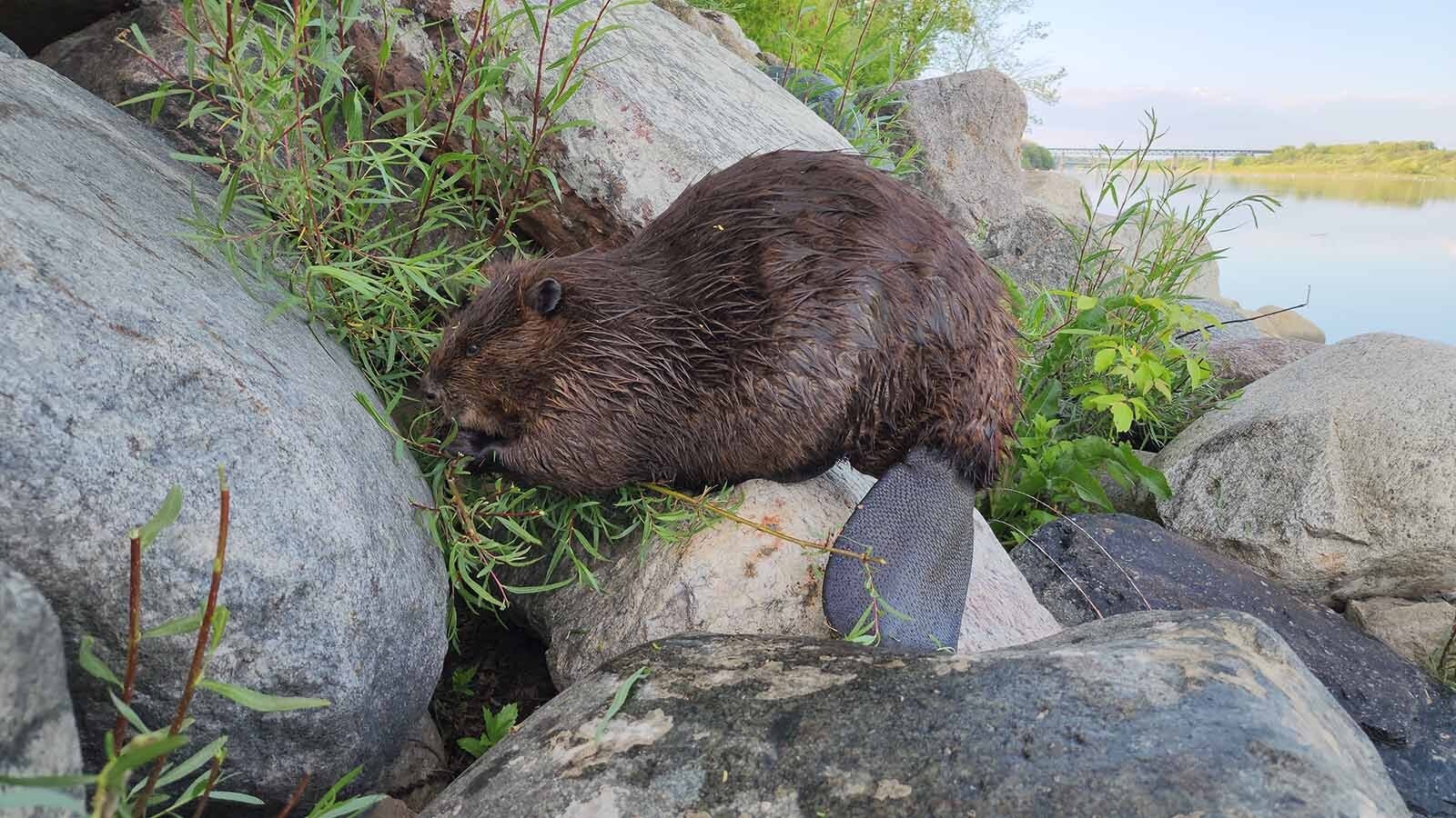 A huge beaver called ChewBarka lives with his family on the South Saskatchewan River in Saskatoon, Saskatchewan, Canada.