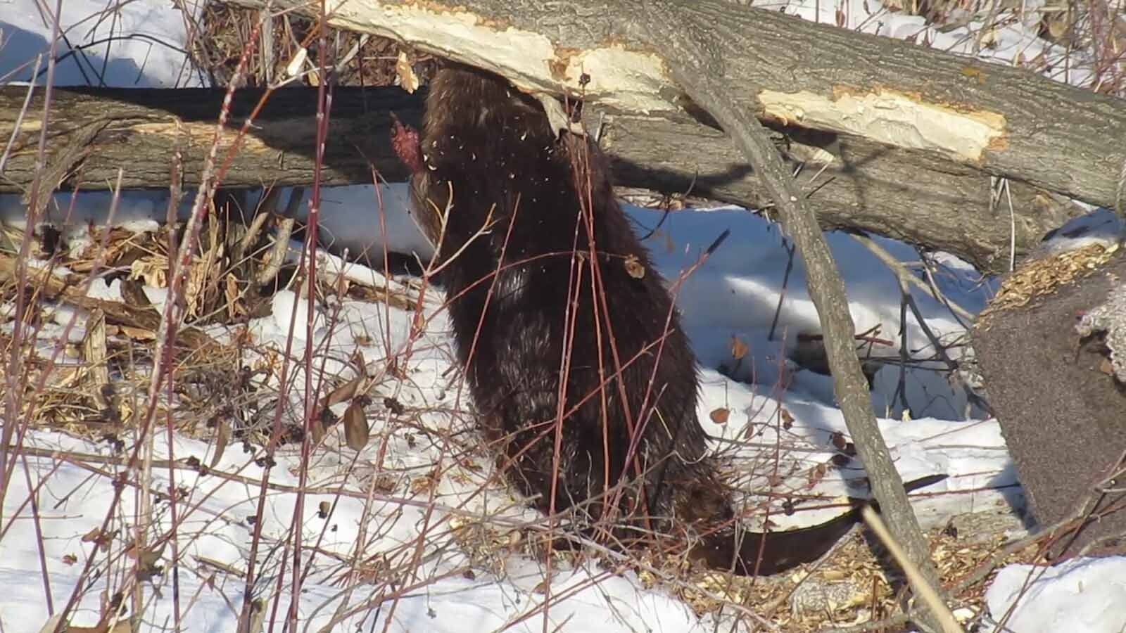 A beaver called ChewBarka appears to be flipping people off, because one of the claws on his right front paw is permanently extended.