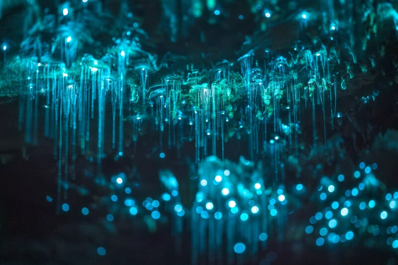 Blue bioluminescent glowworms hang from a cave ceiling, creating glowing threads of light in the darkness and reflecting a star-like, magical effect on the surface below.