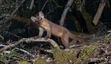Coastal marten