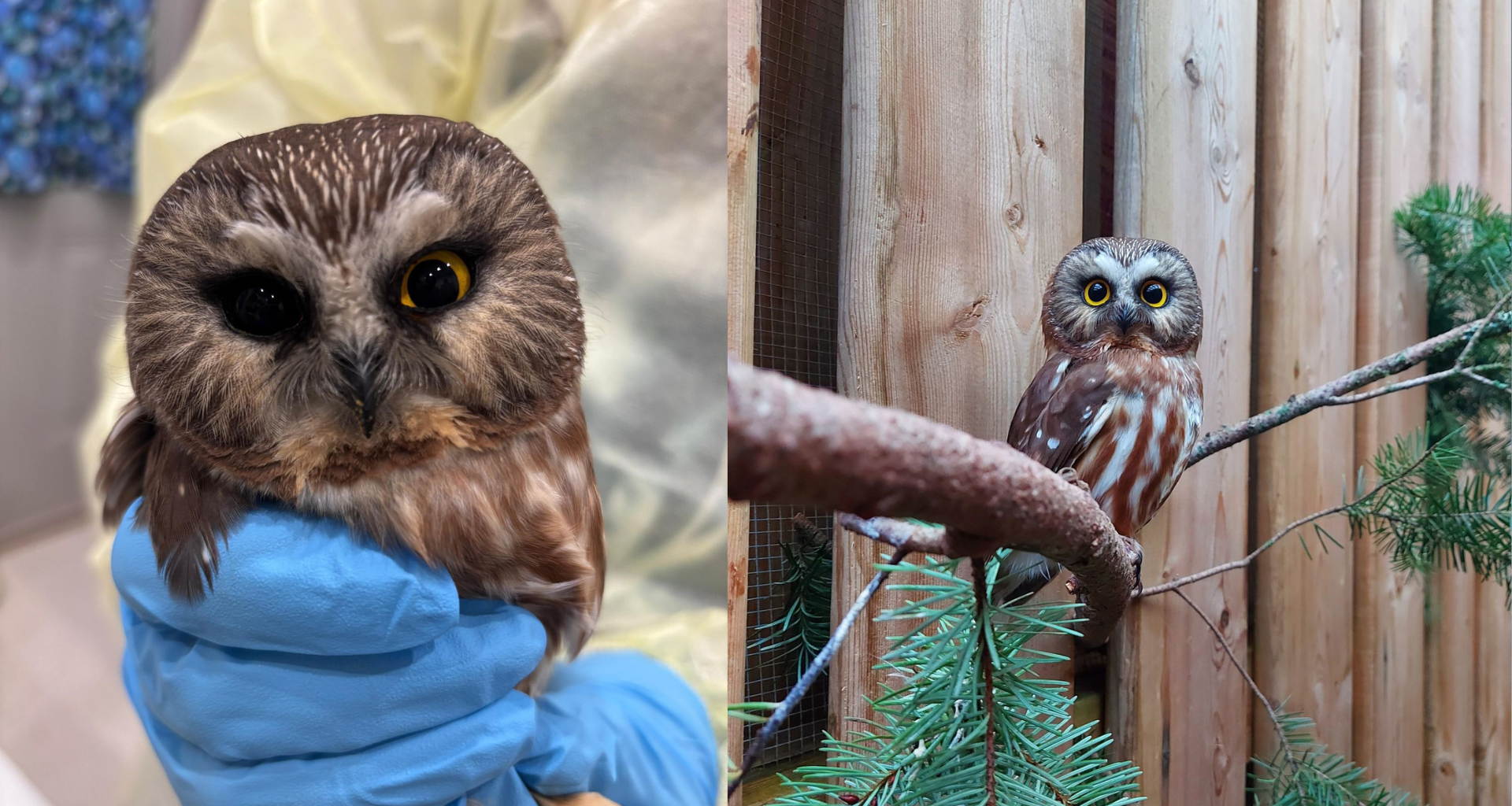 Recovered saw-whet owl set for release after weeks of care at Island wildlife centre