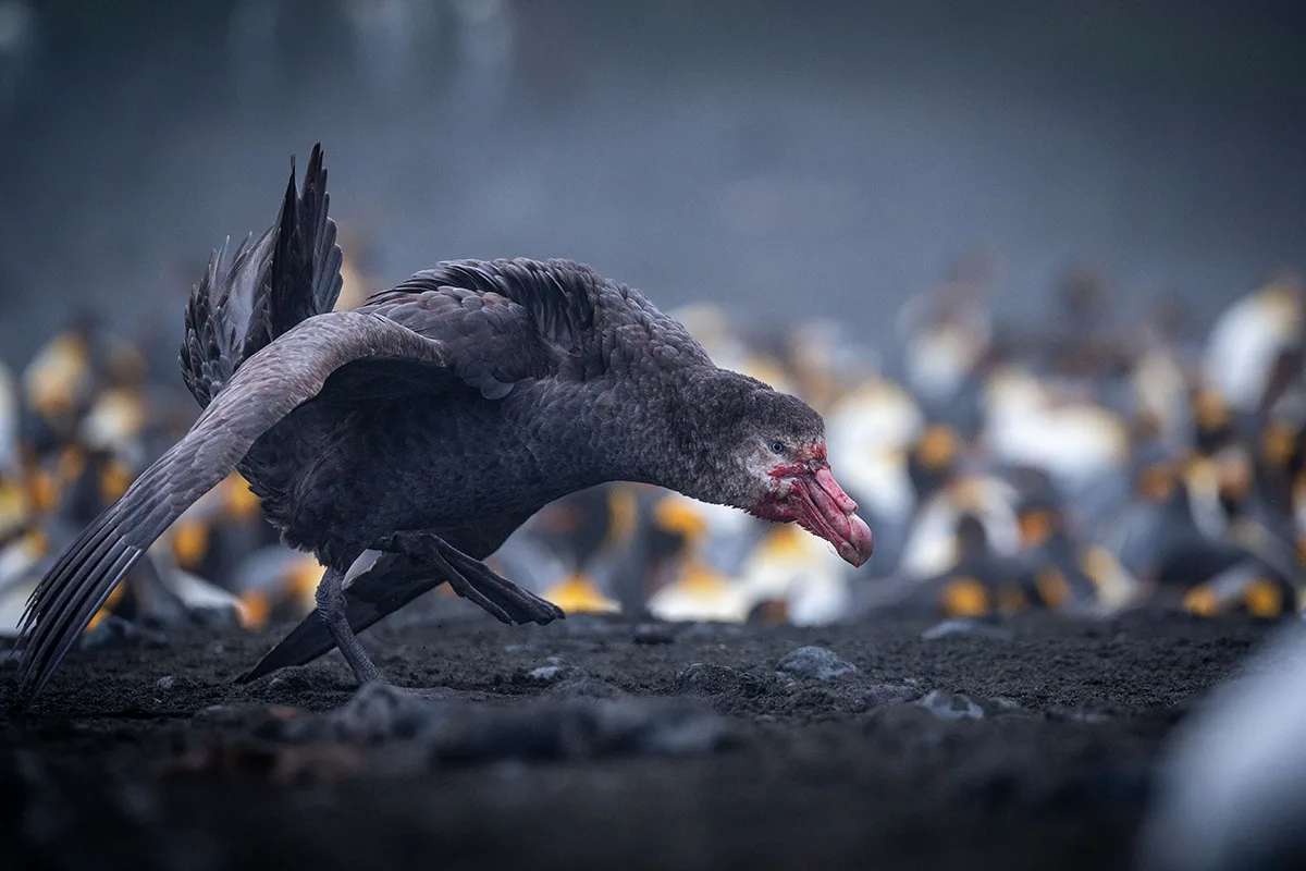 Bird with blood-stained beak.