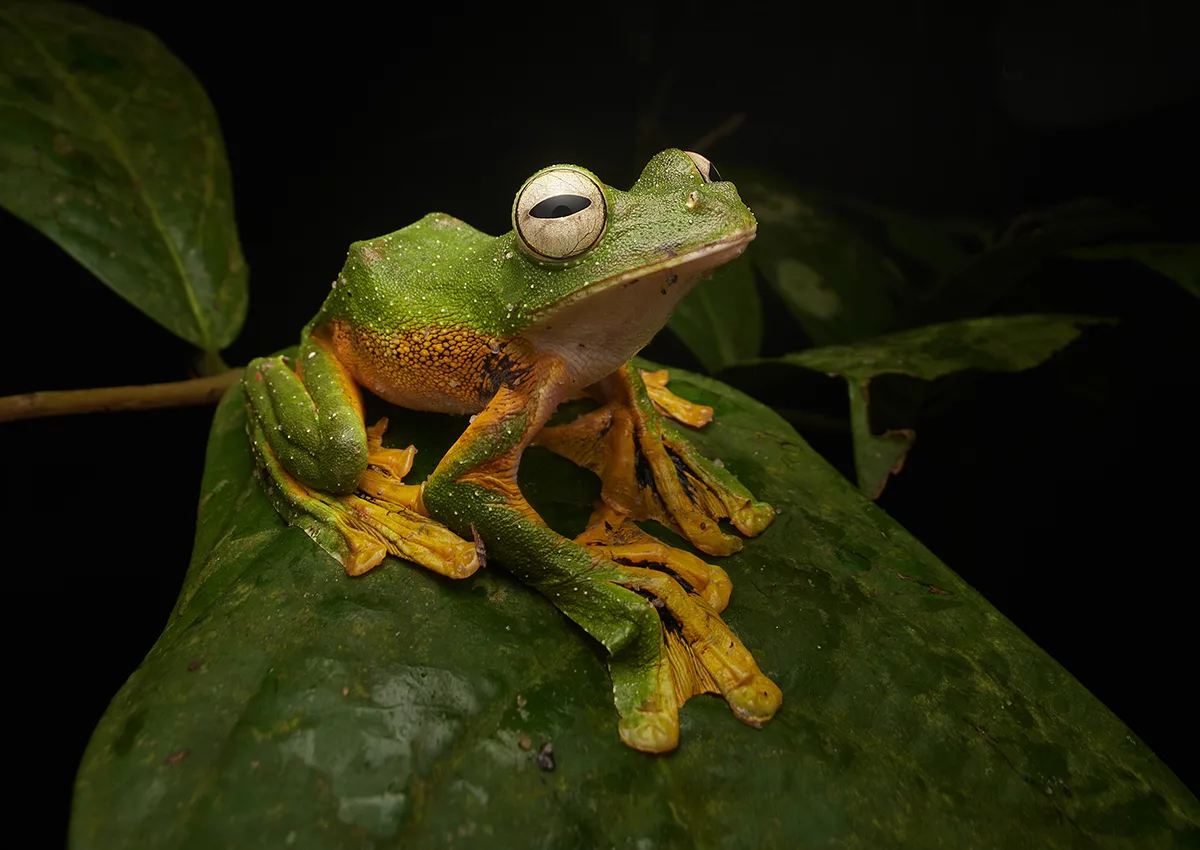 Green and yellow frog on leaves.