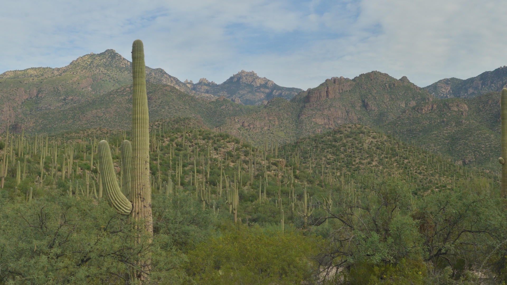 Desert landscape Sabino CynTucson by George Andrejko