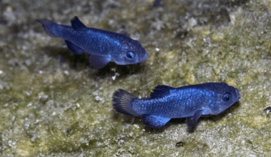 What's the rarest fish on the planet? And can they be saved?