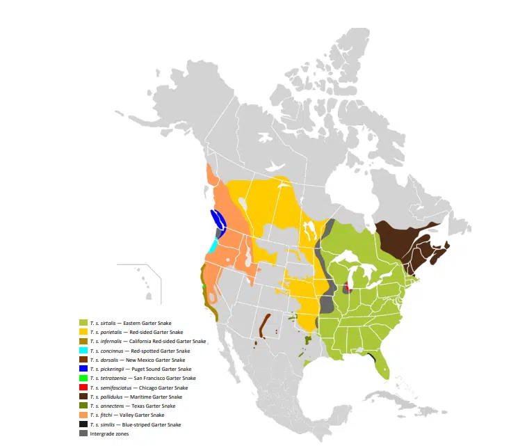 Distribution Of Garter Snake Subspecies Across North America