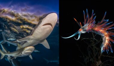 Dive Into the Spectacular 2025 Ocean Art Photo Competition Winners