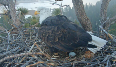 Beloved Big Bear eagle couple welcomes first egg of the year – NBC Los Angeles