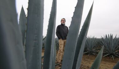 For California farmers, the agave plant is a source of hope in parched times