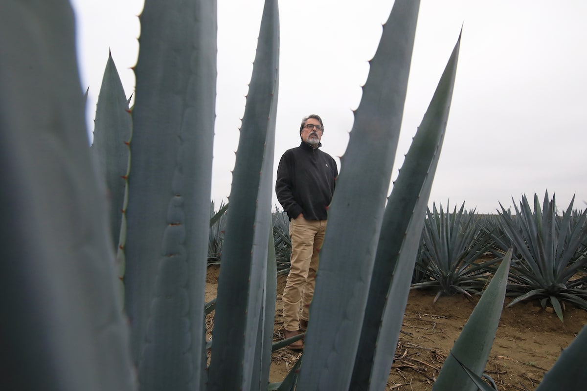 For California farmers, the agave plant is a source of hope in parched times