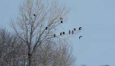 Good news for nature: the bald eagle population is taking flight again - PembinaValleyOnline.com