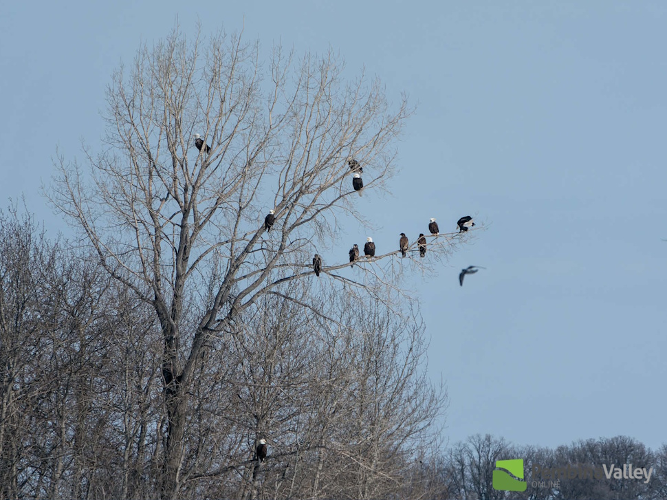 Good news for nature: the bald eagle population is taking flight again - PembinaValleyOnline.com