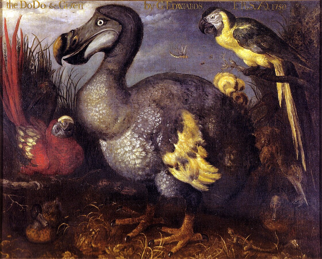 Painting of a dodo, large flightless bird