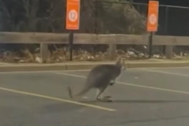 Watch: Escaped wallaby captured on return to New Jersey Walmart