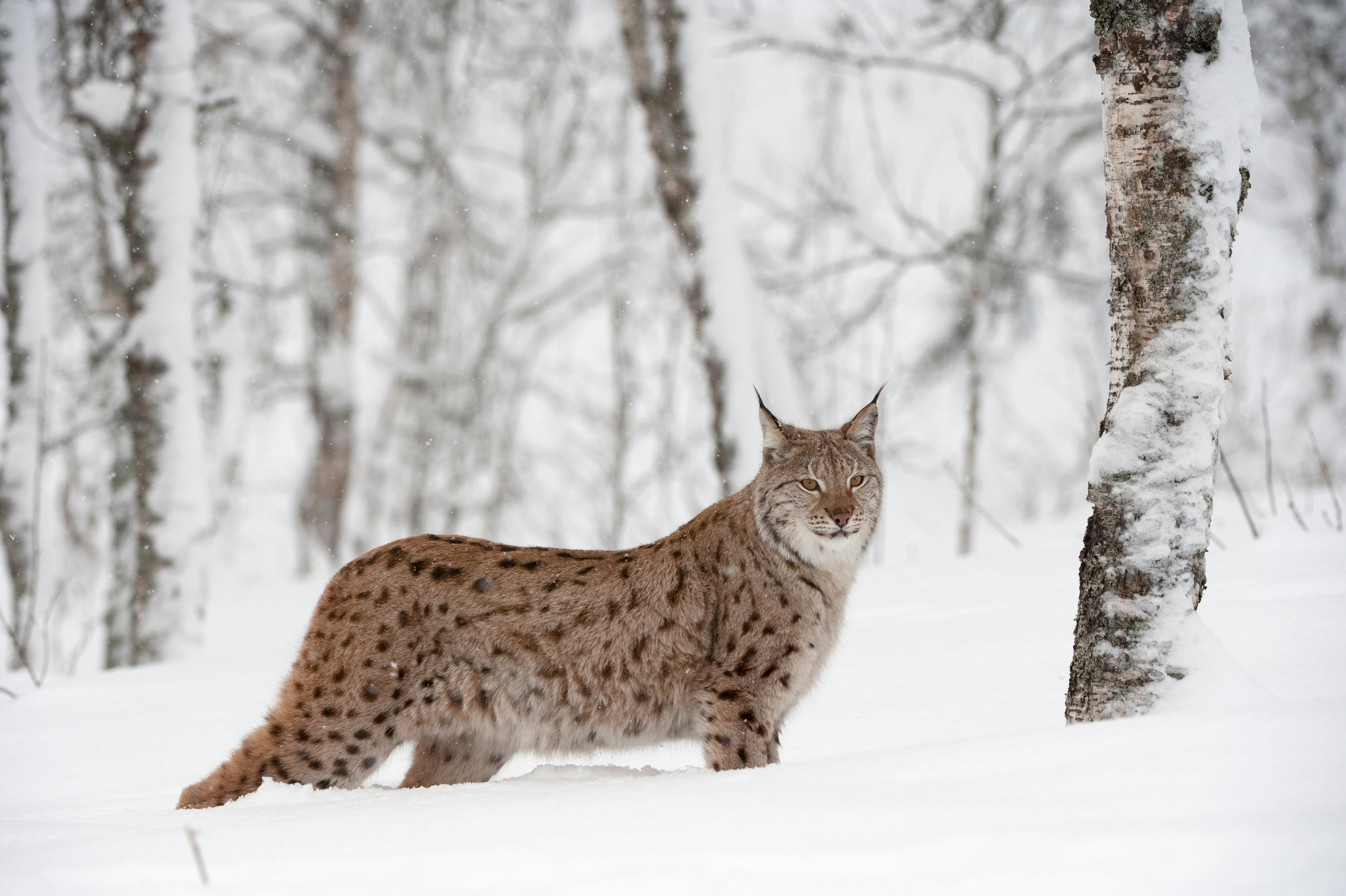 A European lynx in a birch wood in Norway. The species was hunted to extinction in Britain between 500 and 1,300 years ago