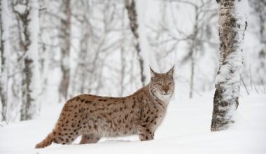 Scotland takes next step towards lynx reintroduction