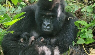 Rare mountain gorilla twins born in Congo