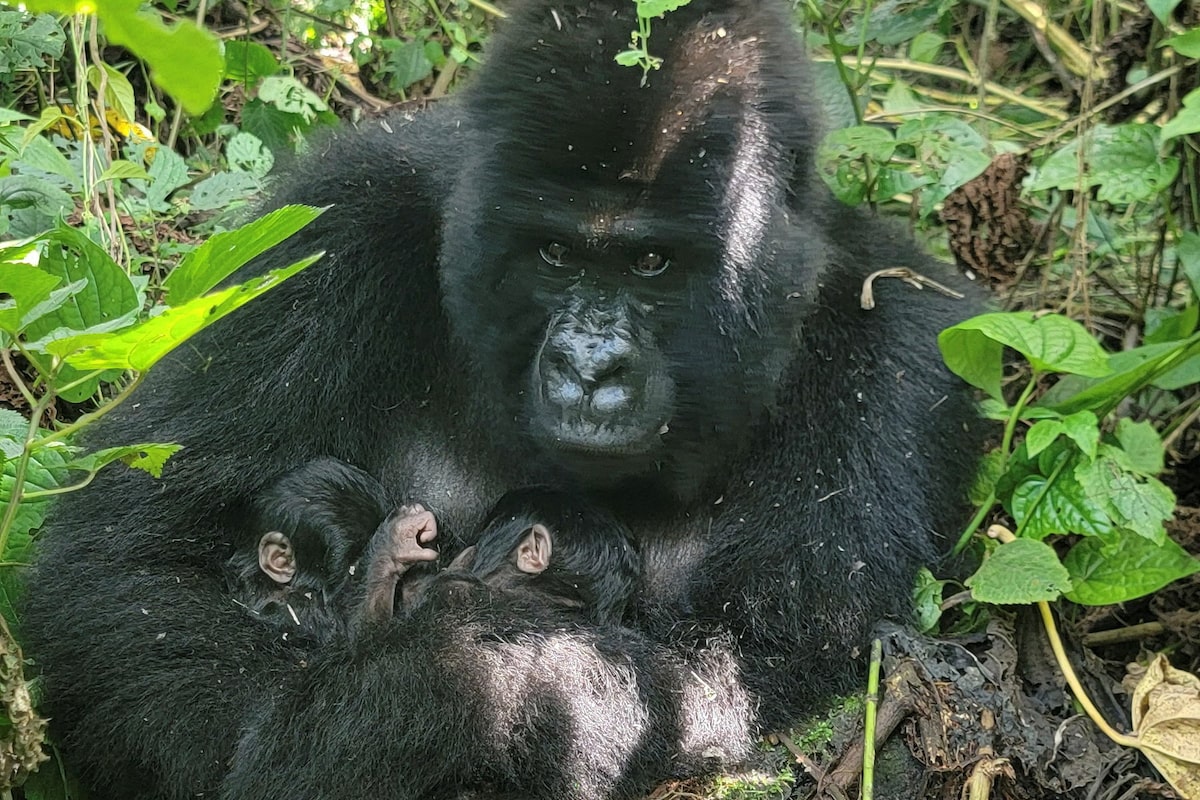 Rare mountain gorilla twins born in Congo