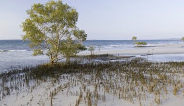 Body of Canadian woman, 19, found surrounded by dingoes on Australian island - CTV News