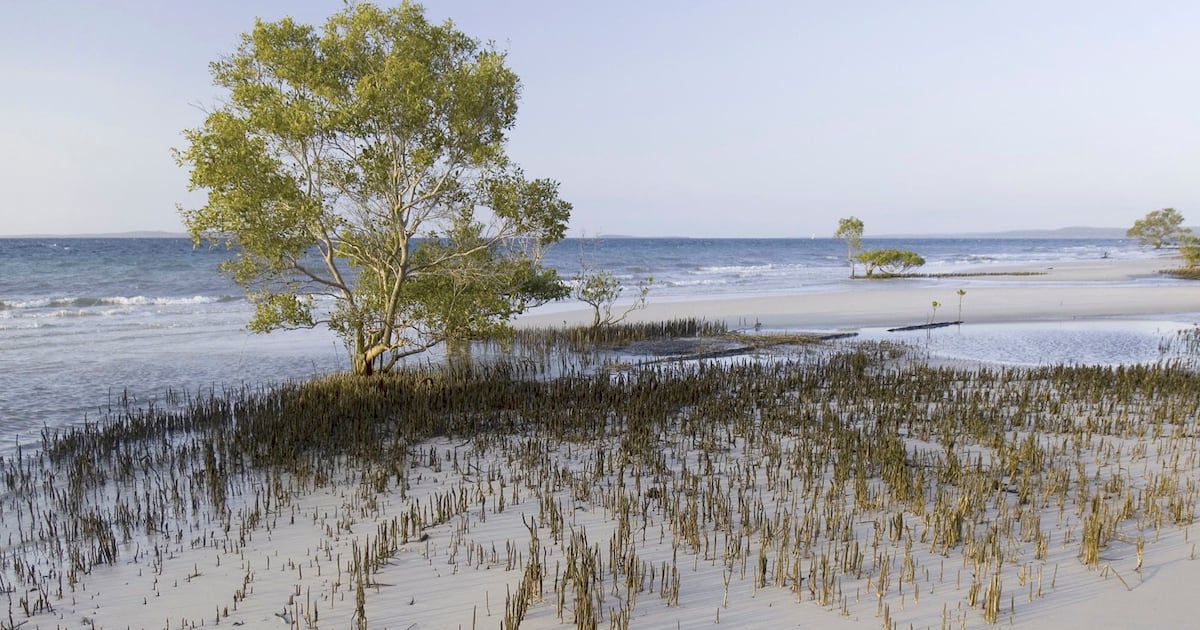 Body of Canadian woman, 19, found surrounded by dingoes on Australian island - CTV News