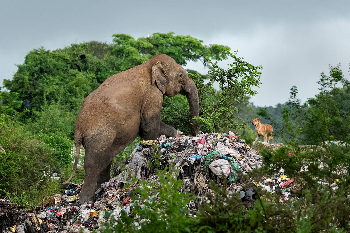 Elephant climbing up piles of rubbish.