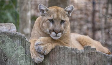 Rare Mountain Lion Sighted in San Francisco Near Popular Park, Billionaire’s Row