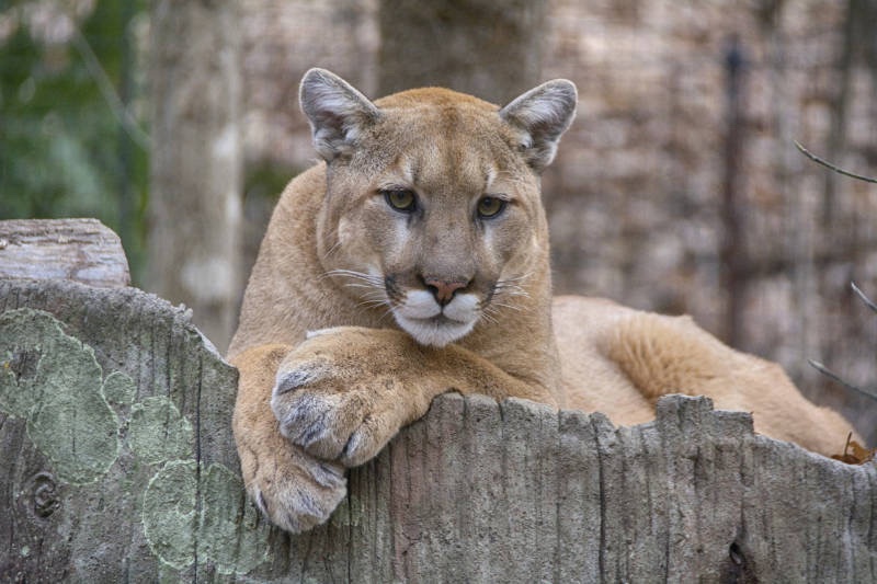 Rare Mountain Lion Sighted in San Francisco Near Popular Park, Billionaire’s Row