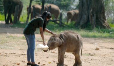 Channel 4 & CBC Making 'Baby Elephant School' Series
