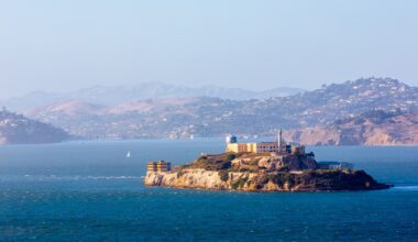 Coyote Swims All the Way to Alcatraz Island and Is Now 'Thriving'