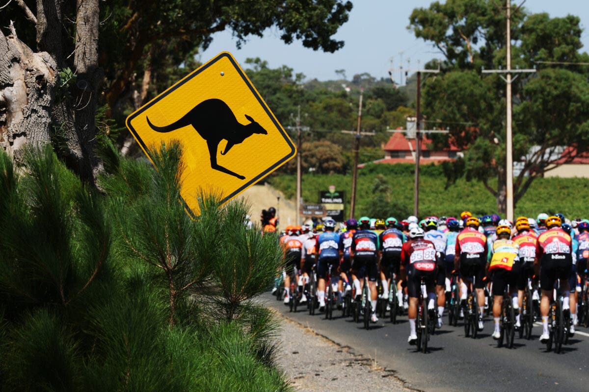 Multiple riders were brought down and injured when kangaroos hopped in to the bunch at TDU.