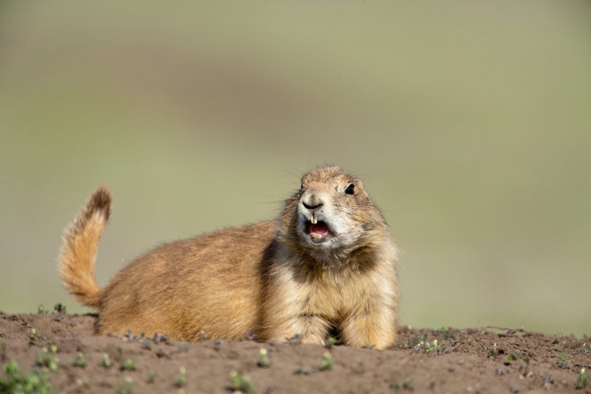 Can this brave prairie dog save his pups from being devoured by a deadly bull snake? Watch the brutal and heart-wrenching BBC footage to find out...