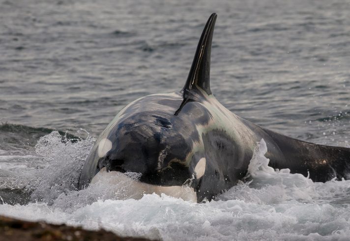 Killer whale , hunt stranding, in Patagonia