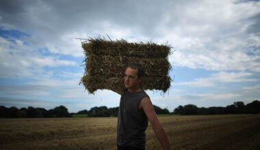 Big Food has devoured British farmers