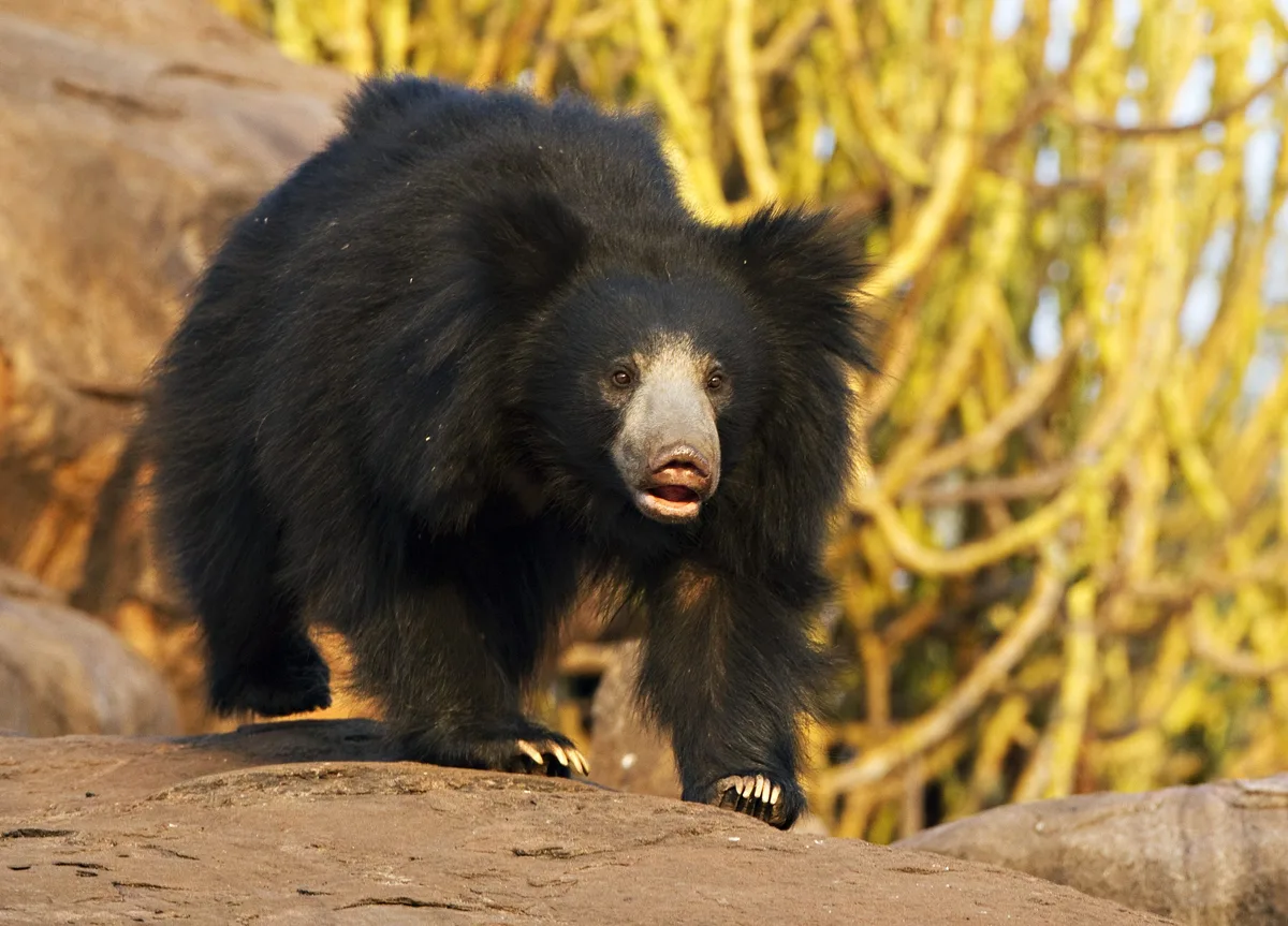 Sloth Bear