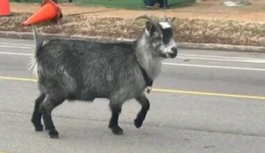 Watch: Goat joins mystery monkeys on the loose in Missouri