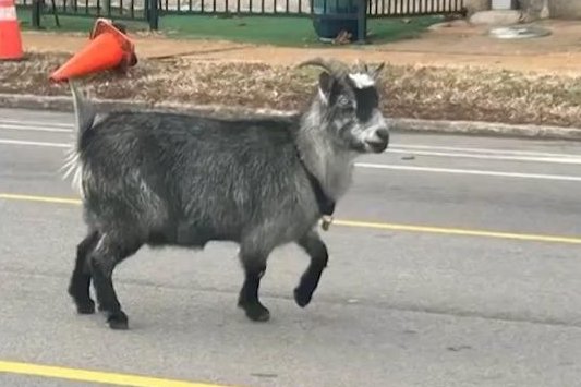 Watch: Goat joins mystery monkeys on the loose in Missouri