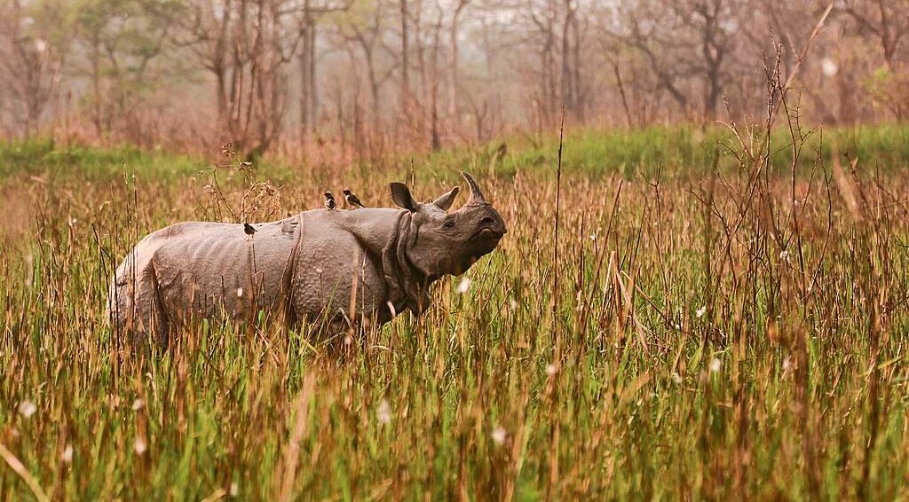 Zero Rhinos Poached in India's Stronghold for the Second Year on Record
