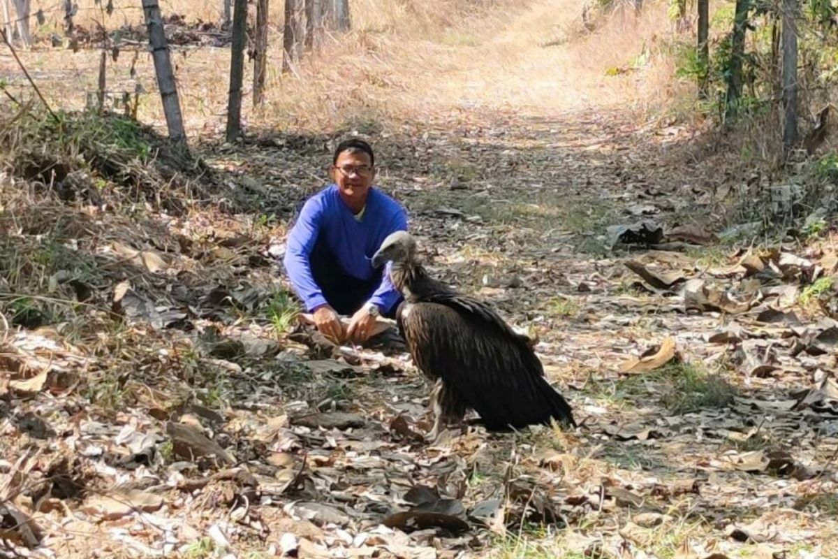 Himalayan Griffon Vulture rescued in Tak province