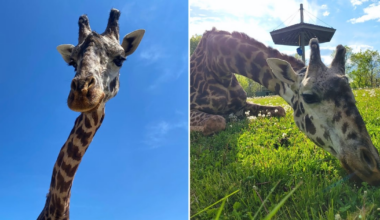 Toronto Zoo giraffe dies following accident in habitat