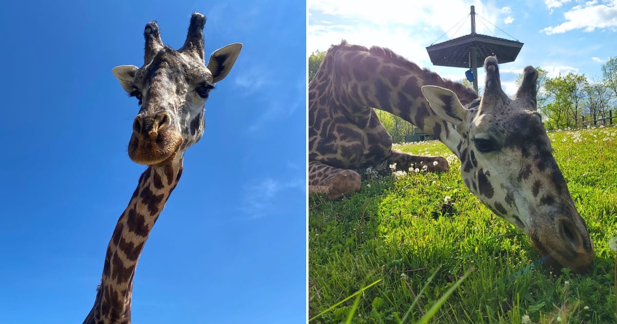 Toronto Zoo giraffe dies following accident in habitat