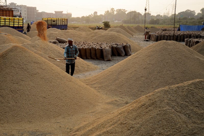 A worker segregates paddy rice at an open grain market on the outskirts of Jalandhar in India. Photograph: Shammi Mehra/AFP via Getty Images