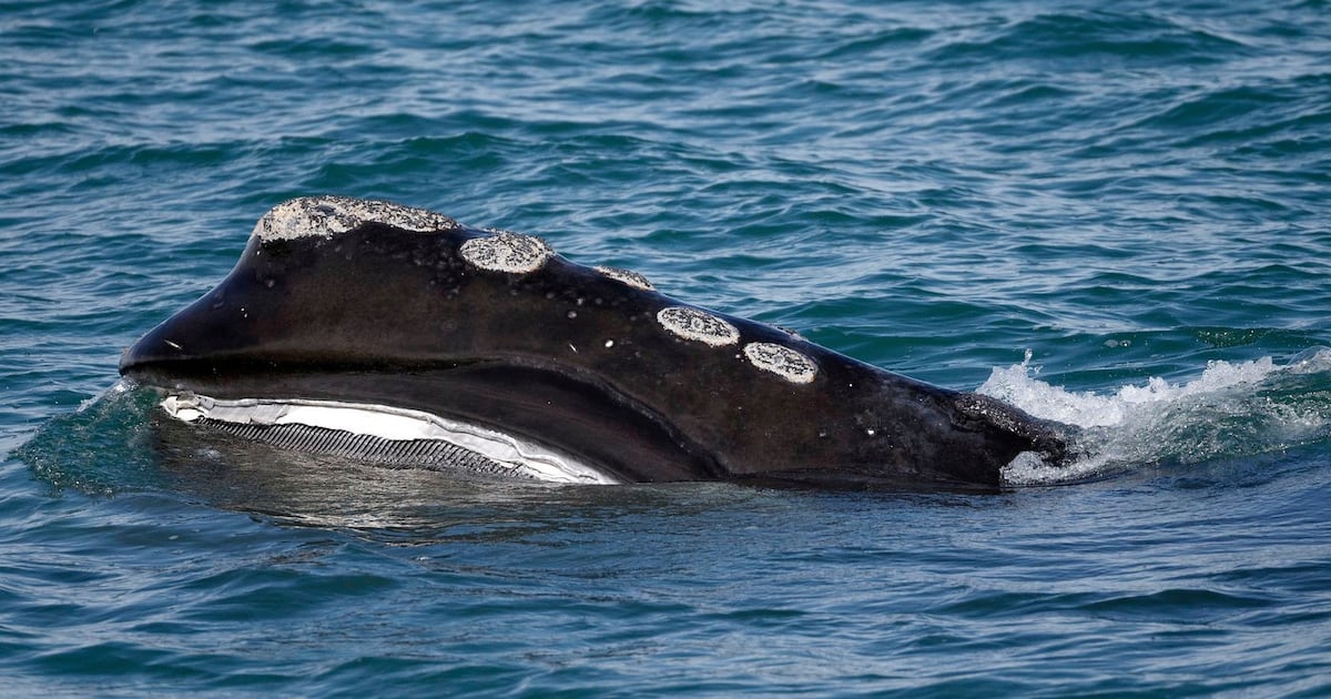 Rare whale that might still go extinct: Season for births