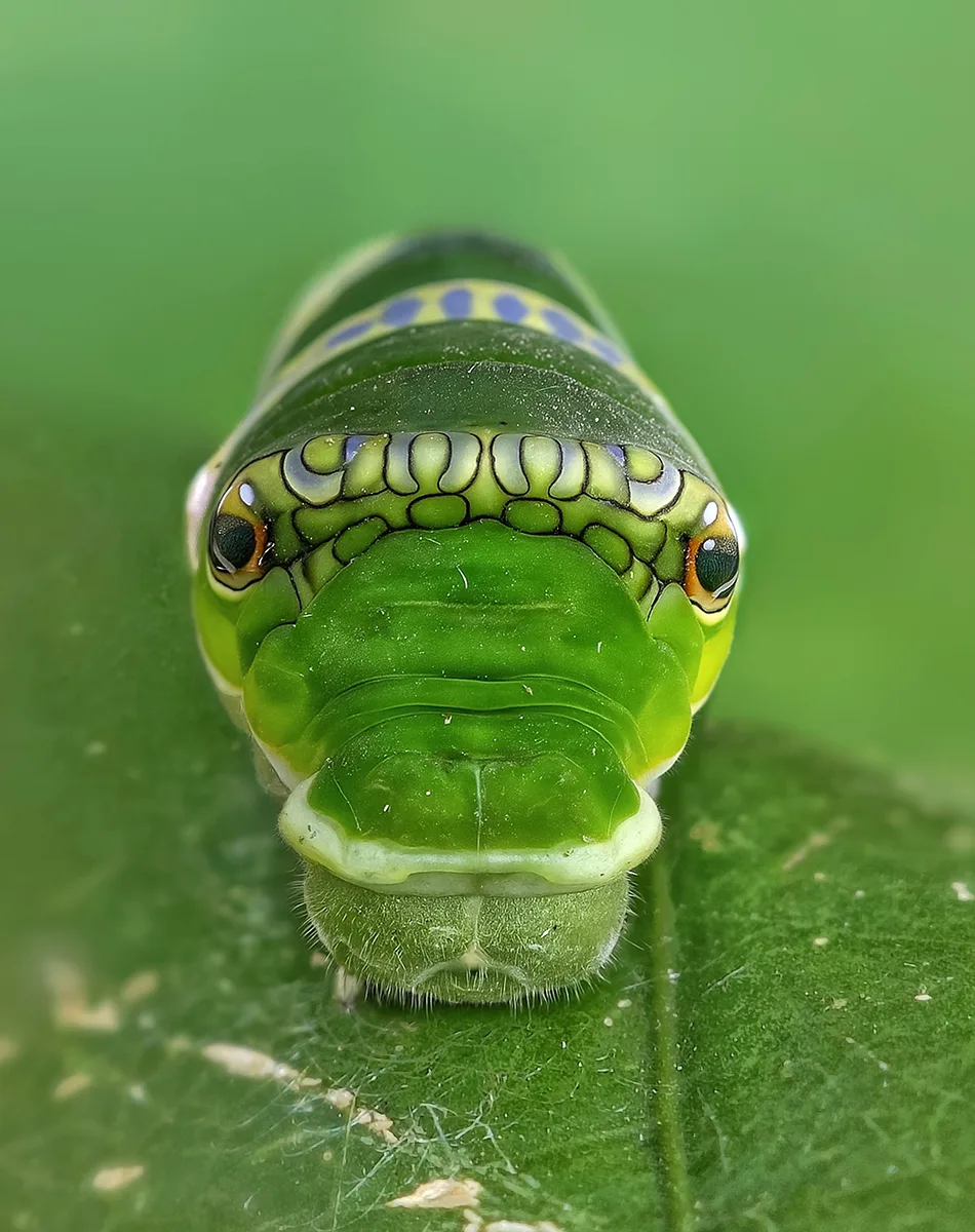 Green Catepillar up close.