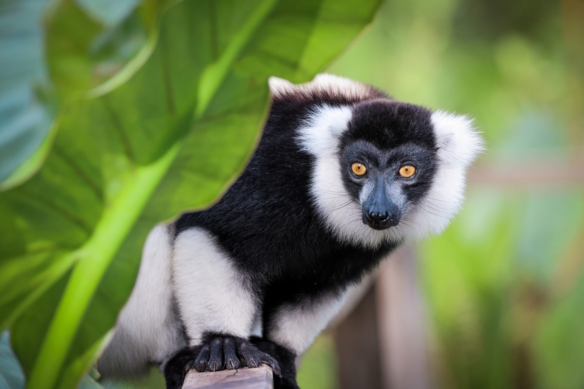 A curious indri lemur perches on a branch, exploring its vibrant surroundings in Madagascar, showcasing its unique markings and expressive eyes.